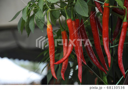 Red chilies grown in pots  68130536