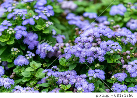 紫色のアゲラタムの花 68131266