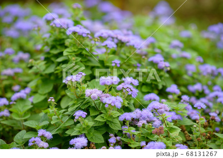 紫色のアゲラタムの花 紫色のアゲラタムの花 68131267