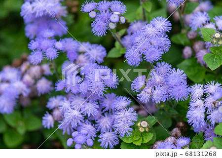 紫色のアゲラタムの花 紫色のアゲラタムの花 68131268