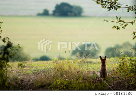 Back view of calm red fox sitting at the edge of meadow and looking away Back view of calm red fox sitting at the edge of meadow and looking away 68131530