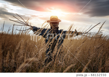 Scary scarecrow in a wheat field at sunset Scary scarecrow in a wheat field at sunset 68132550