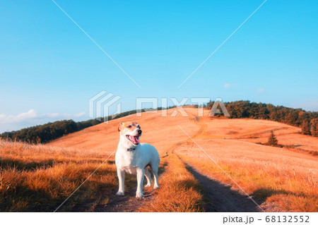 Alone white dog on mountains road Alone white dog on mountains road 68132552