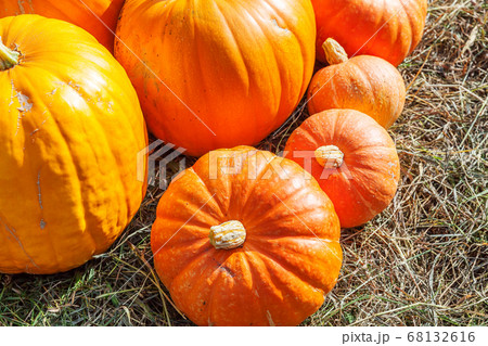 Natural autumn fall view pumpkin on eco farm 68132616