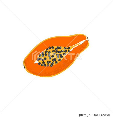 Isolated Papaya Icon Vector Tropical Orange Fruitのイラスト素材