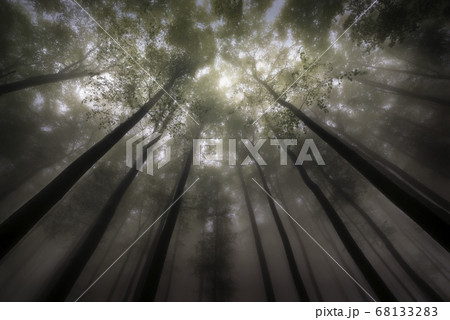 Summer tree crown 68133283