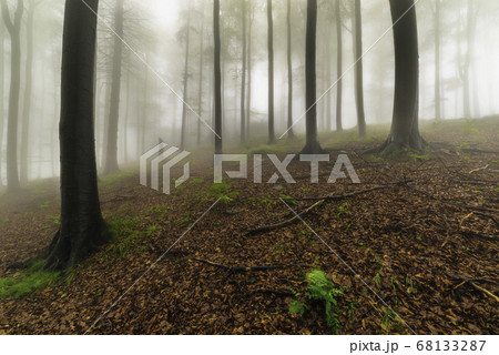 Summer beech forest 68133287