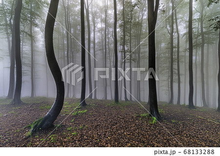 Summer beech forest Summer beech forest 68133288