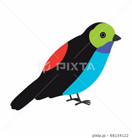 Paradise tanager bird illustration. Vector illustration isolated. 68134122