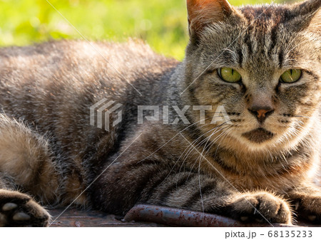 ねこ ねこ 68135233