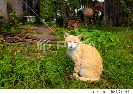 Red cat in the courtyard of the house in the Red cat in the courtyard of the house in the 68135441