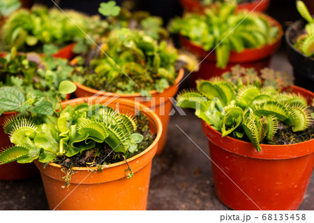 Household indoor predatory flowers flycatcher in Household indoor predatory flowers flycatcher in 68135458