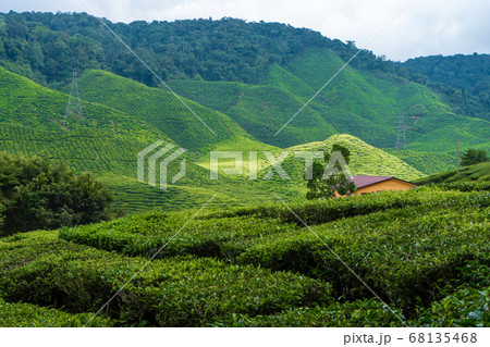 Tea plantations Cameron Valley. Green hills in the 68135468