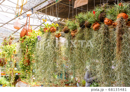 Tillandsia is a plant with a large root system. At 68135481