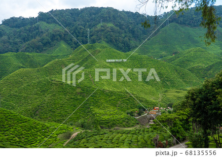 Tea plantations Cameron Valley. Green hills in the 68135556