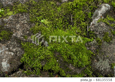 Green moss in the forest. Jungle stones, greenery. Green moss in the forest. Jungle stones, greenery. 68135558
