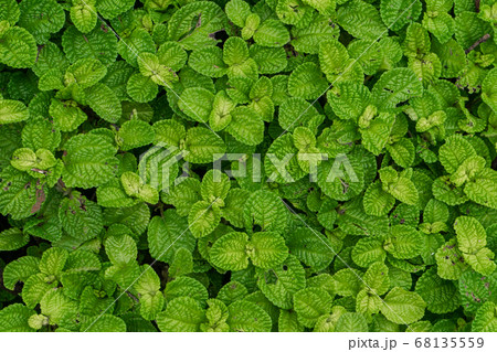 Pilea plant in natural rainforest habitat close Pilea plant in natural rainforest habitat close 68135559
