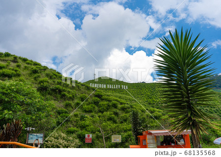 Tea plantations Cameron Valley. Green hills in the Tea plantations Cameron Valley. Green hills in the 68135568