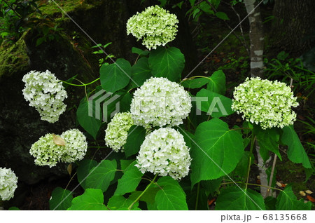 仙台市北山　資福寺のアジサイの花 68135668