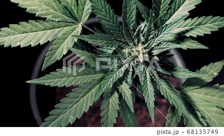 Close-up CBD cannabis plant and hemp inflorescence with water drops. Ganja Leaves Macro view Close-up CBD cannabis plant and hemp inflorescence with water drops. Ganja Leaves Macro view 68135749
