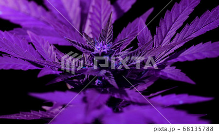 Cultivating marijuana at home in pot, sativa weed bush on black background. Organic grow of cannabis Cultivating marijuana at home in pot, sativa weed bush on black background. Organic grow of cannabis 68135788