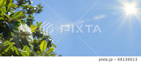 Banner of a large, creamy white southern magnolia Magnolia Grandiflora flower. Banner of a large, creamy white southern magnolia Magnolia Grandiflora flower. 68136013