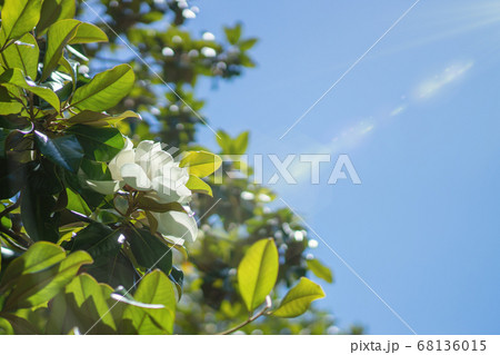 Wallpaper, creamy white southern magnolia Magnolia Grandiflora flower. 68136015