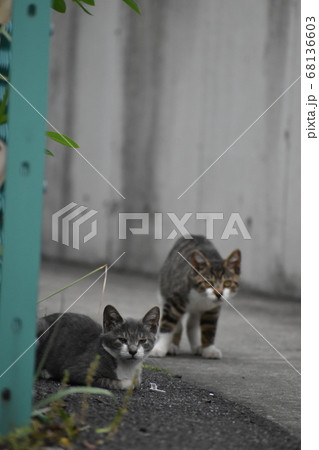 たくましく生きる かわいい子猫の兄弟 の写真素材