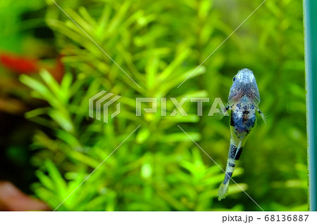 熱帯魚 ハゼ のお腹の写真素材