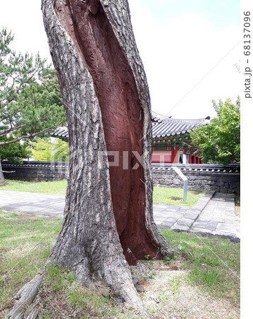 松 官衙 済州市 68137096