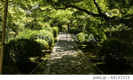 夏の青もみじの参道・一休寺 夏の青もみじの参道・一休寺 68137213