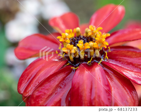 赤いジニア プロフュージョンの花の写真素材