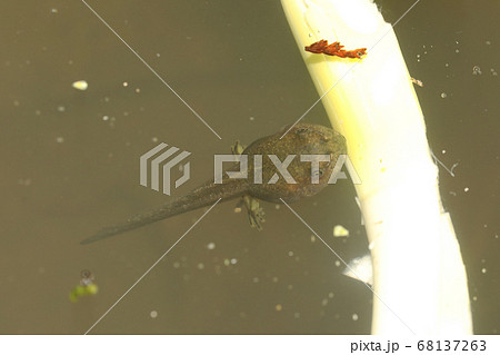 モリアオガエルの足の生えたオタマジャクシの写真素材