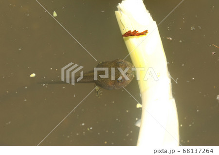 モリアオガエルの足の生えたオタマジャクシ 68137264