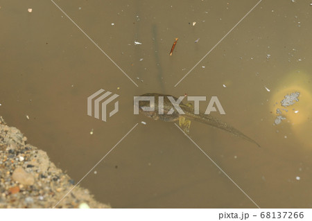 モリアオガエルの足の生えたオタマジャクシ モリアオガエルの足の生えたオタマジャクシ 68137266