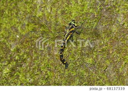 ヤブヤンマの産卵 68137339