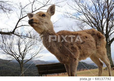 丘の上の鹿一匹とベンチと木 68137792