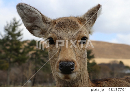 奈良公園の若い鹿の正面写真の写真素材