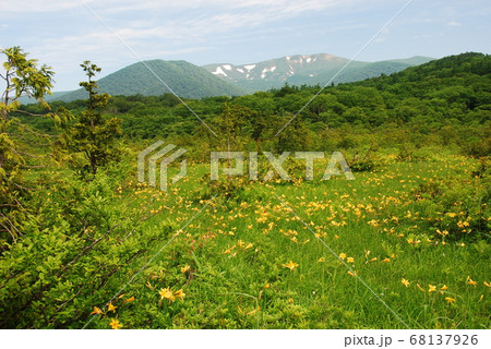 栗駒山山麓　世界谷地原生花園のニッコウキスゲ群落 68137926