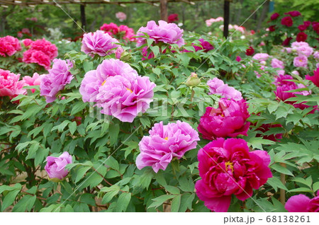 須賀川　牡丹園に咲く赤いボタン 68138261