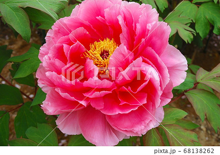 須賀川 牡丹園に咲く赤いボタン 須賀川 牡丹園に咲く赤いボタン 68138262