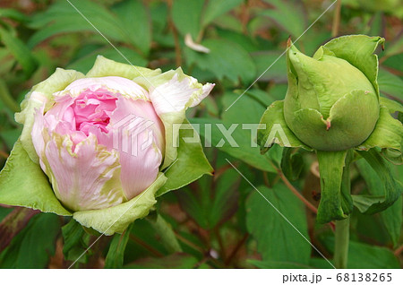 須賀川　牡丹園に咲くピンクのボタン 68138265