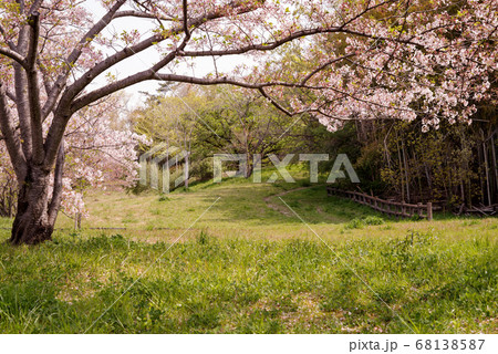 大阪豊中・桜の咲く島熊山緑地の夕暮れの風景 大阪豊中・桜の咲く島熊山緑地の夕暮れの風景 68138587