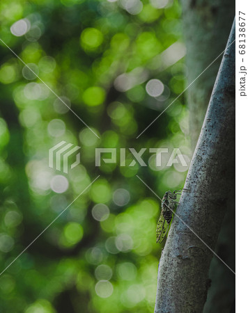 木にとまるミンミンゼミ 木にとまるミンミンゼミ 68138677