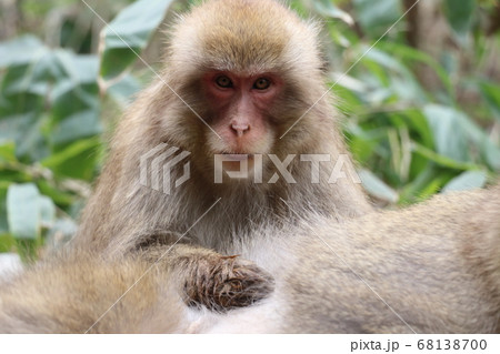 毛づくろいする猿 68138700