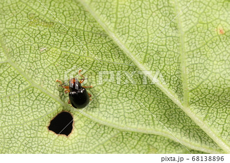生き物 昆虫 サクラサルハム、体色は色々ですが黄褐色の脚と先黒の触角は各個体共通の様です 生き物 昆虫 サクラサルハム、体色は色々ですが黄褐色の脚と先黒の触角は各個体共通の様です 68138896
