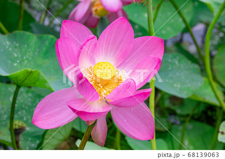 大賀ハス(古代ハス)の花と葉 クローズアップ 大賀ハス(古代ハス)の花と葉 クローズアップ 68139063