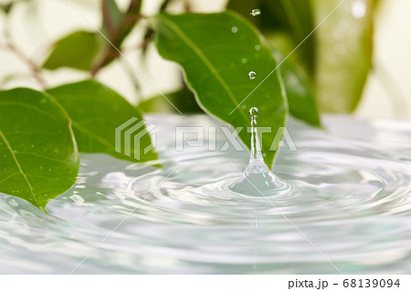 葉と水面 68139094