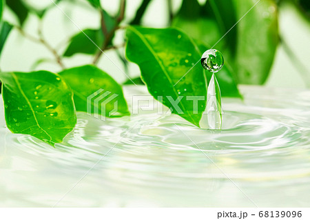 葉と水面 68139096