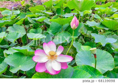 大賀ハス 古代ハス の花 葉 つぼみ 花托の写真素材